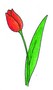 07_tulipan_crljen.jpg