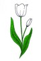 03-tulipan-bijeli.jpg