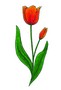 03-tulipan.jpg