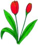 13_tulipan.jpg