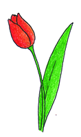 07_tulipan.gif