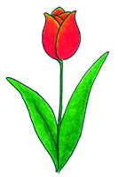 05_tulipan-crljen.gif